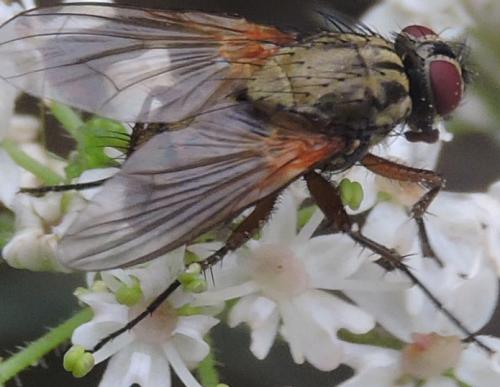 Phaoniinae